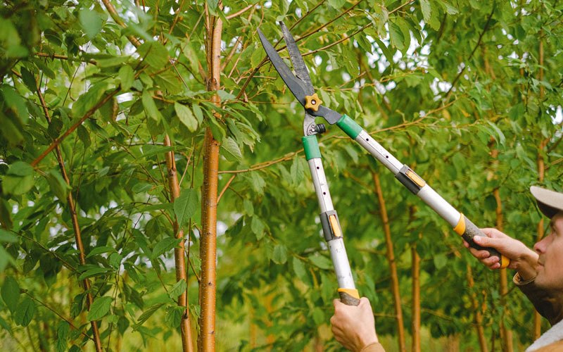Tree trimming in Wawaka, IN